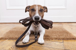 dog leather leash